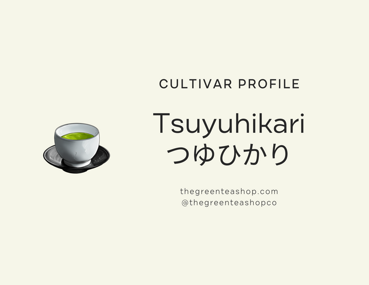 Tea Cultivar Profile: Tsuyuhikari